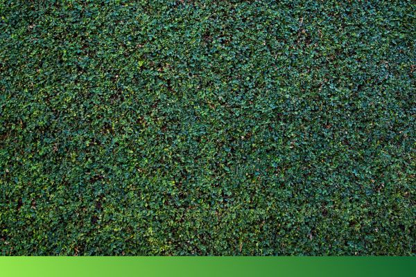 ivy turf hedge