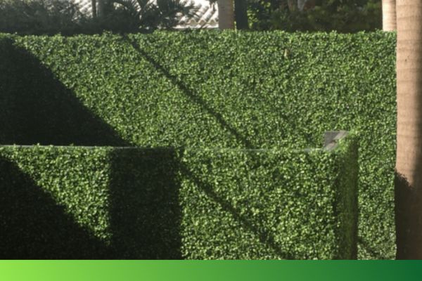 ivy turf hedge