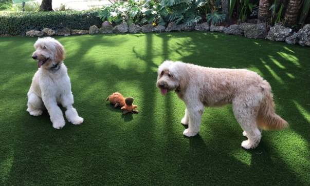 Pet Turf