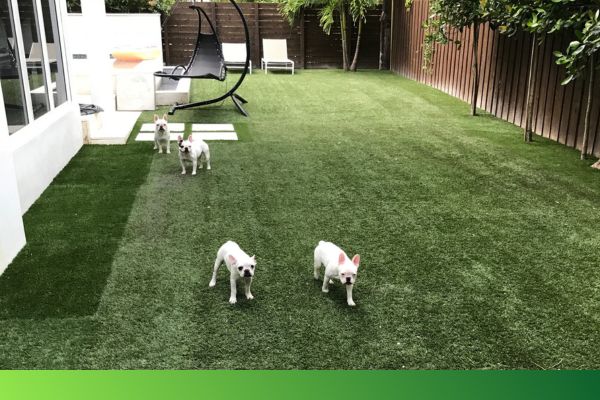 dogs on a lawn