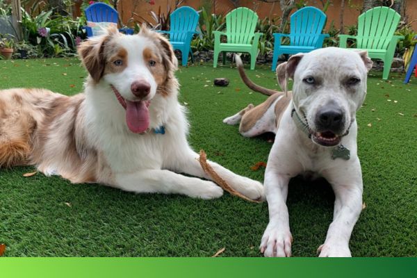 dogs laying on an artificial lawn