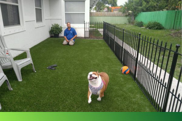 dog playing on artificial turf property